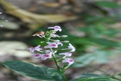 Pseuderanthemum reticulatum